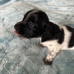 Thunder - Black and cream male Dachshund puppy in Wolf Lake, Indiana from Canisteo Dachshunds