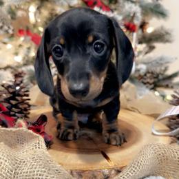 Dachshund Puppies from DachshyVerse