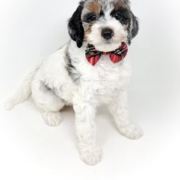 Bernedoodle, Double Doodle, and Goldendoodle Puppies from Winding Creek Ranch