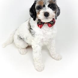 Bernedoodle, Double Doodle, and Goldendoodle Puppies from Winding Creek Ranch