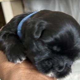 Maltese, Pomeranian, Shih Tzu, and Yorkshire Terrier Puppies from Gibbs Gorgeous Paws LLC