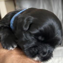 Maltese, Pomeranian, Shih Tzu, and Yorkshire Terrier Puppies from Gibbs Gorgeous Paws LLC