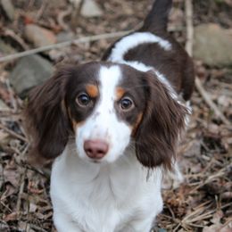 Dachshunds from Beaks and Barks, LLC