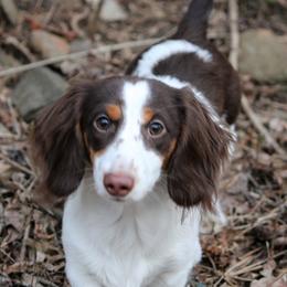 Dachshunds from Beaks and Barks, LLC