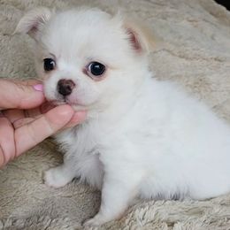 Temple - Cream Chihuahua puppy in Ligonier, Indiana from Country Charm Chihuahuas