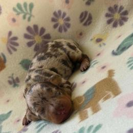 Girl 4 - Dapple female Dachshund puppy in Stilwell, Oklahoma from Orchard Dachshunds