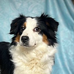 Purr - Miniature American Shepherd