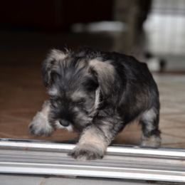 Miniature Schnauzer Puppies from Lakeside Schnauzers
