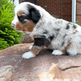 Miniature Australian Shepherd Puppies from Ice Blue Aussies