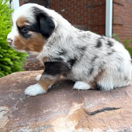 Miniature Australian Shepherd Puppies from Ice Blue Aussies