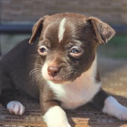 Chip (Choclate Chip) - Chocolate and white male Chihuahua puppy in Plainfield, Indiana from Abby's Pampered Pooches