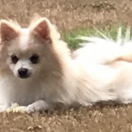 Yeti - Pomeranian