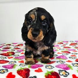 Black and tan dapple male - Dapple male Dachshund puppy in Belle Rive, Illinois from Akin's Miniature Dachshunds, LLC