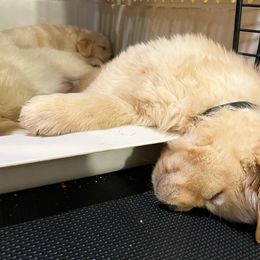 Boy 3 - Golden Retriever puppy in Newport, Pennsylvania from Liberty Golden Retrievers