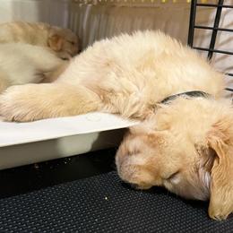 Boy 3 - Golden Retriever puppy in Newport, Pennsylvania from Liberty Golden Retrievers
