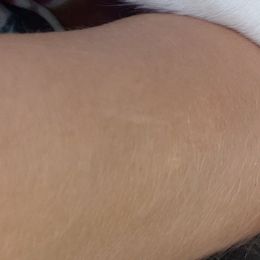 Great Dane Puppies from Gentle Giants of Tennessee Great Danes