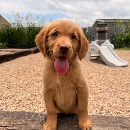 Girl 3 Teal - Dark golden female Golden Retriever puppy in Joshua, Texas from 3 Gun Retrievers