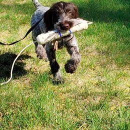 Dachshund and German Wirehaired Pointer Puppies from Inverness Kennels