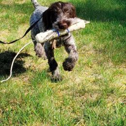 Dachshund and German Wirehaired Pointer Puppies from Inverness Kennels