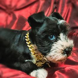 Miniature Schnauzer Puppies from Mrs Bs Teeny Schnauzers & Doodles