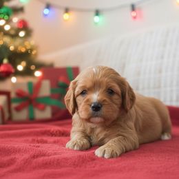 Judy - Red female Cavapoo puppy in Honey Brook, Pennsylvania from Stoltzfus Family Puppies (license number 18844)