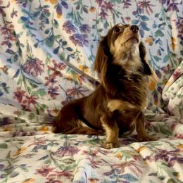 Hazel - Dachshund