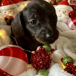 Dachshund Puppies from Jeff & Joette