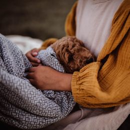 Aussiedoodle and Bernedoodle Puppies from High Desert Doodles