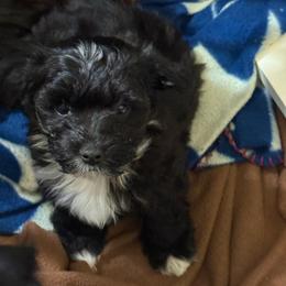 General - Black male Coton de Tulear puppy in Boise, Idaho from Avana Cotons