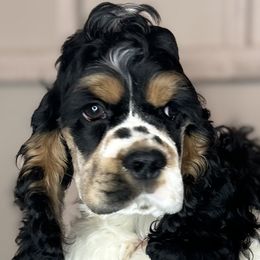 Cocker Spaniels from Cheaha Cockers