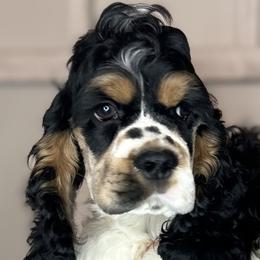 Cocker Spaniels from Cheaha Cockers