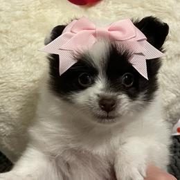 Pomeranians from Thea Eck