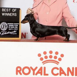 Echo - Dachshund
