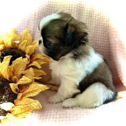 Blossom - Sable and white female Japanese Chin puppy in Davisville, Missouri from Uniquely Yours, Shelly’s Japanese Chins