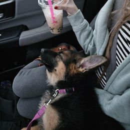 German Shepherd Puppies from Ewig Krieger Kennels