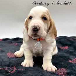 Corduroy - Red and white male Basset Hound puppy in Dingess, West Virginia from Tuckers' Howling Hounds