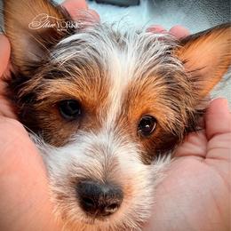 Brown-white parti boy - Parti male Yorkshire Terrier puppy in Machesney Park, Illinois from Three Yorkie Family