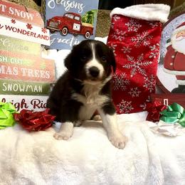 Border Collie and Jack Russell Terrier Puppies from CP FARMS BORDER COLLIES N JACKS CORP