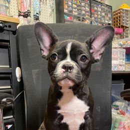 Lucas - Lilac male Boston Terrier puppy in Pahrump, Nevada from Lujan Ranch