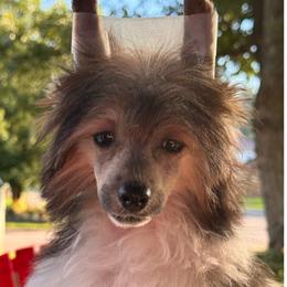 Striker - Black and tan male Chinese Crested puppy in New Haven, West Virginia from EverCrest
