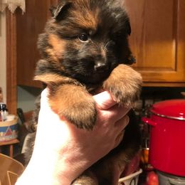 German Shepherd Puppies from Vom Kiramar German Shepherds
