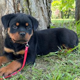 Red Collar - Black and mahogany male Rottweiler puppy in Industry, Illinois from KDKs Kennels