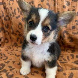 Dolly - Black and tan female Pembroke Welsh Corgi puppy in Beggs, Oklahoma from Blue Diamond Corgi’s