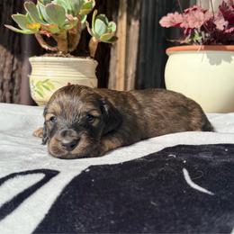 Boy 2 - Red male Dachshund puppy in Santa Rosa, California from Signature Mini Dachshunds