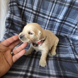 Dutch - Golden male Golden Retriever puppy in Menasha, Wisconsin from Kreger's K9s