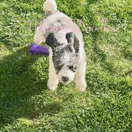 Zeus - Blue merle male Bernedoodle puppy in Omaha, Nebraska from Whimsy Doodles