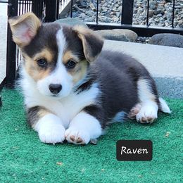 American Corgi Puppies from Wigglebutts American Corgis