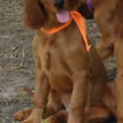 Irish Red and White Setters and Irish Setters from Ruairi's Irish Setters
