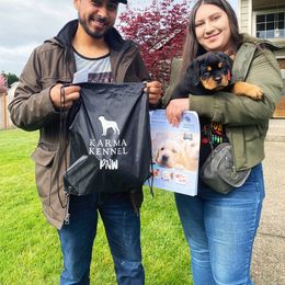 Rottweiler Puppies from KarmaKennelPNW