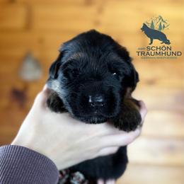 Greta - Black and red female German Shepherd puppy in Garland, Maine from Vom Schön Traumhund